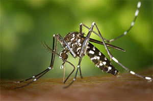 Mosquito borne illness